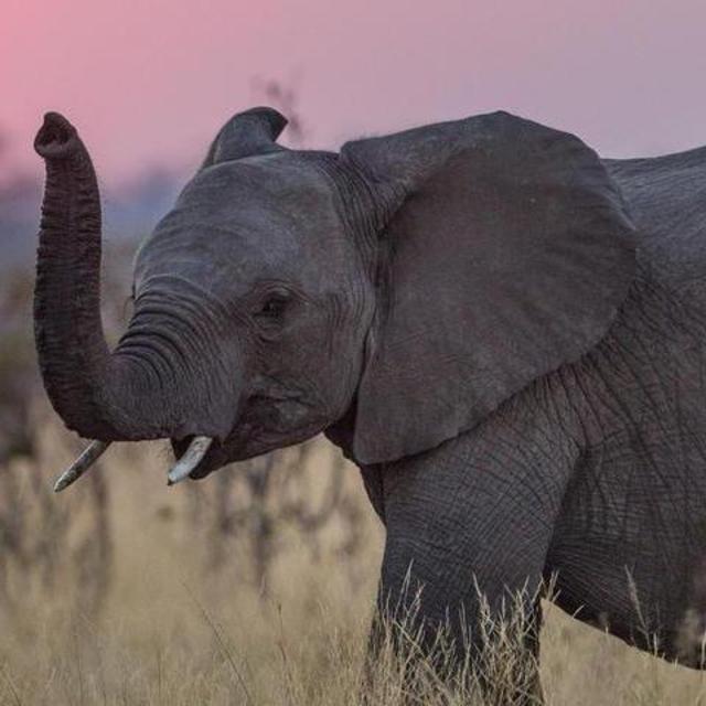 Elephant Nature Park in Chiang Mai
