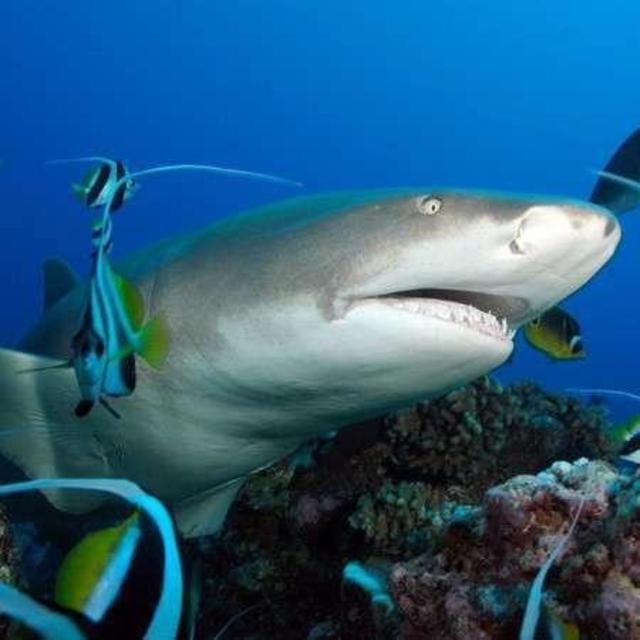 Diving in Moorea & Bora Bora