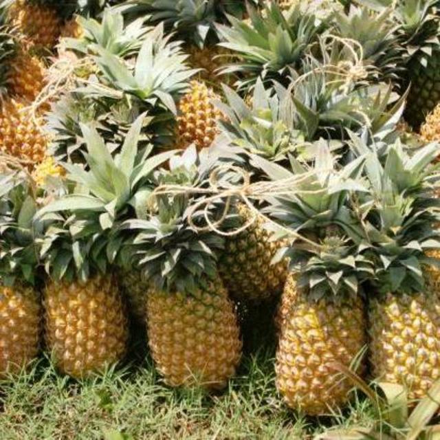 Moorea Pineapple Plantation Tour