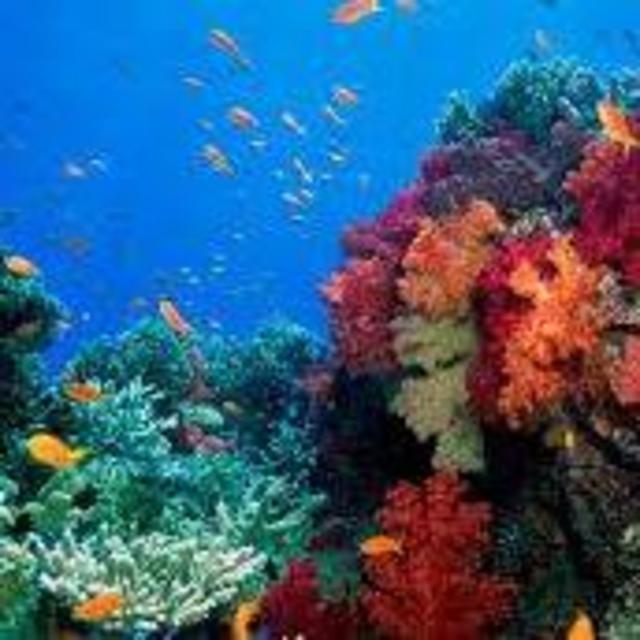 Scuba Diving in Viti Levu