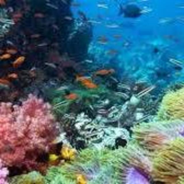 Scuba Diving in Tokoriki