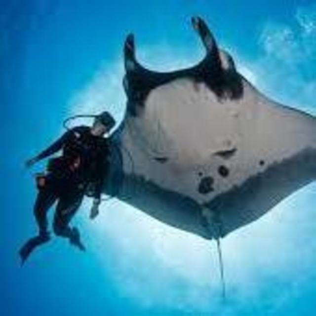 Diving with Manta Rays