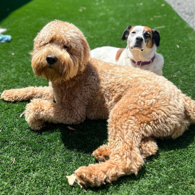 Winnie and Milo's Boarding