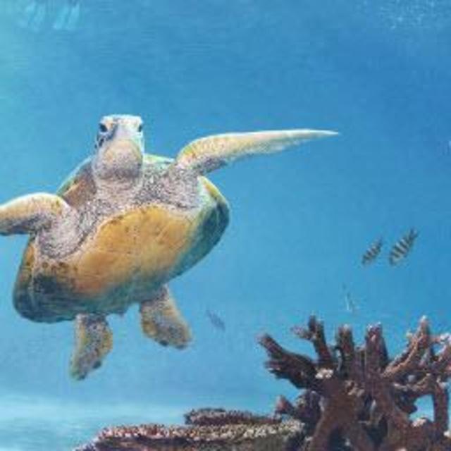 Great Barrier Reef Snorkeling Excursion