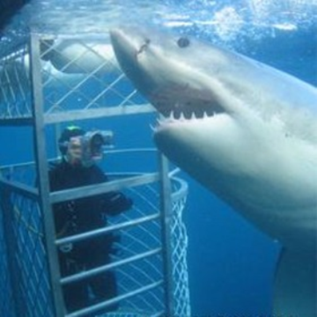 Great White Shark Cage Diving