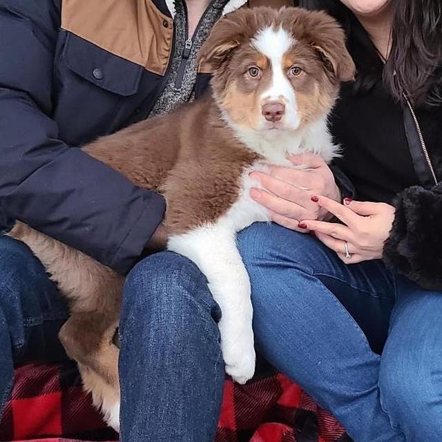 Pet Hotel For Our Honeymoon