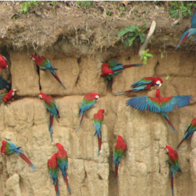 Macaw Clay Lick Visit Manu Park