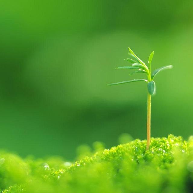 Carbon Offset