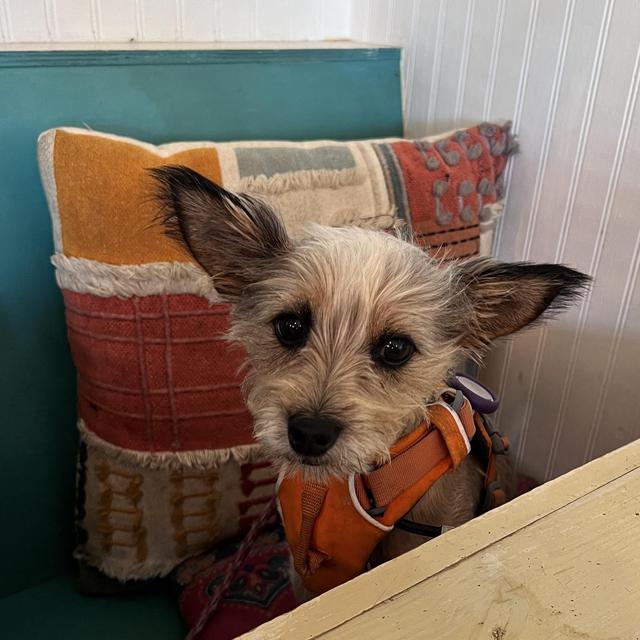 Pet Sitter for Tushie
