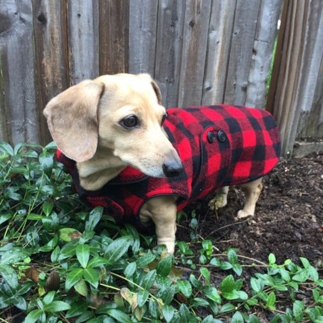 Buffalo Plaid Dachshund Coat (Reversible)