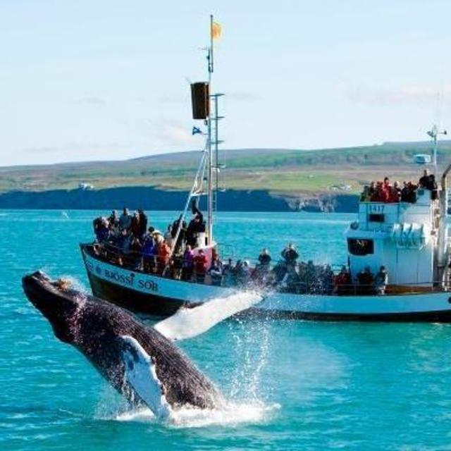 Whale Watching in Northern Iceland