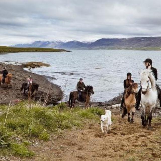 Icelandic Horseback Riding Tour