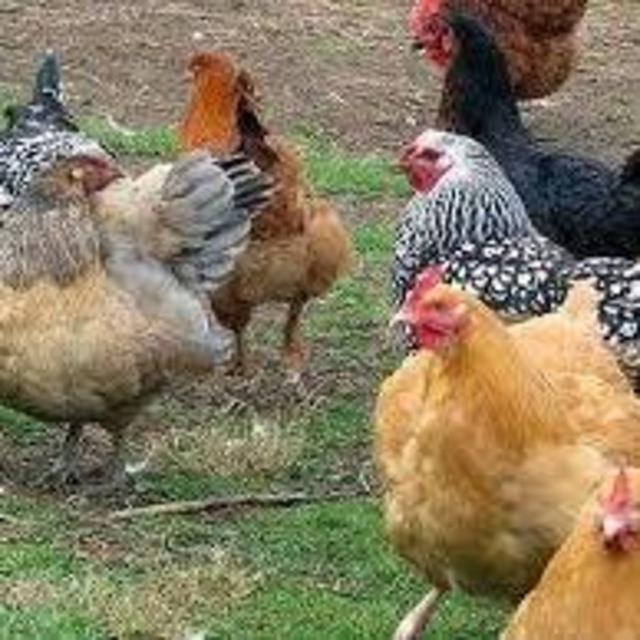 Chickens