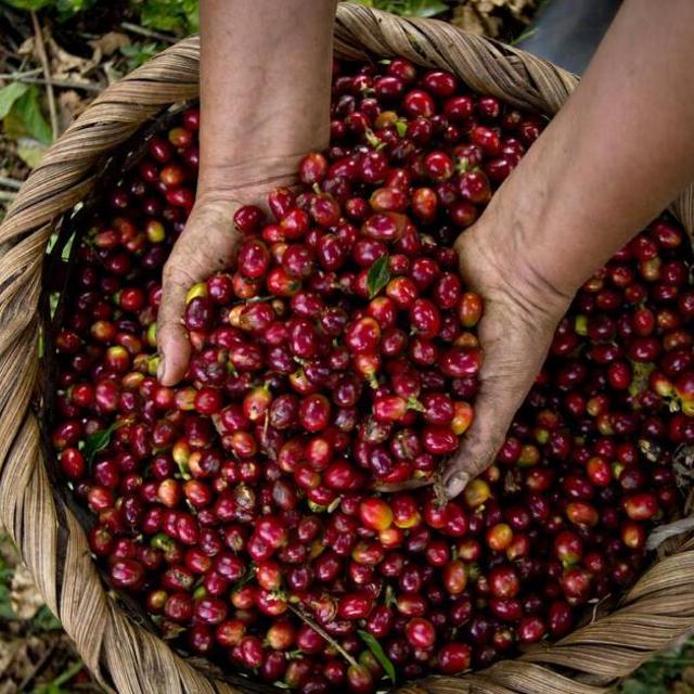 Costa Rica Coffee Tour and Farm Stay