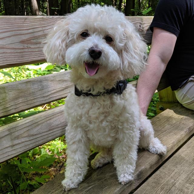 Harley's Dog Camp