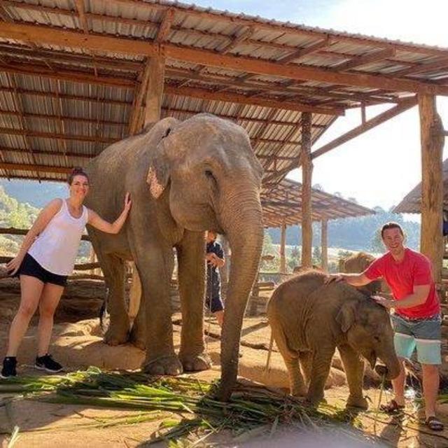 Hangout with the Elephants