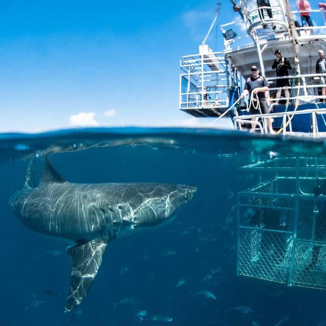 Shark Cage Diving - Cape Town