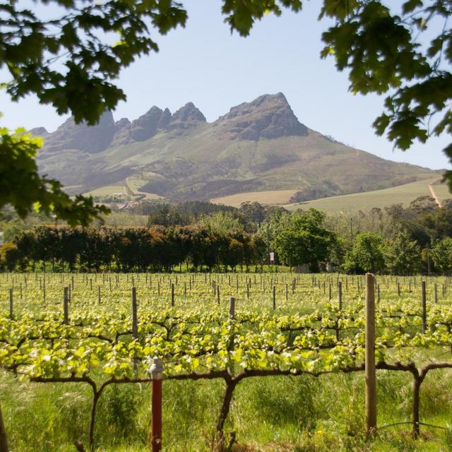 Wine Tours - Stellenbosh / Franschhoek