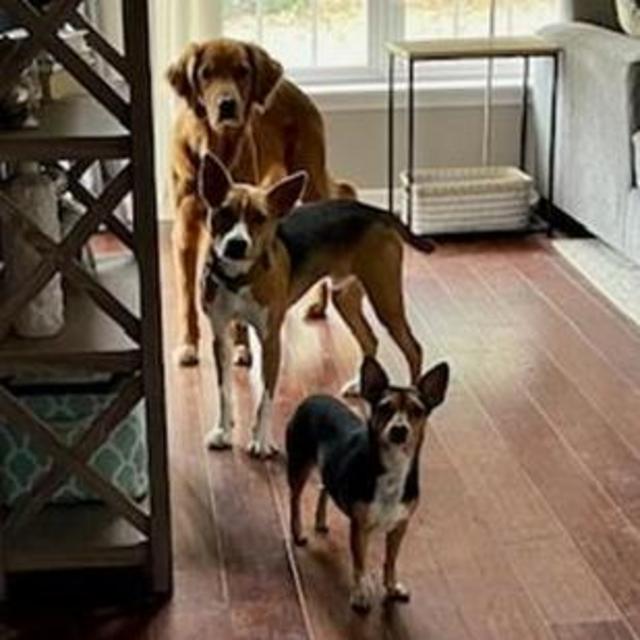 Dog Sitters