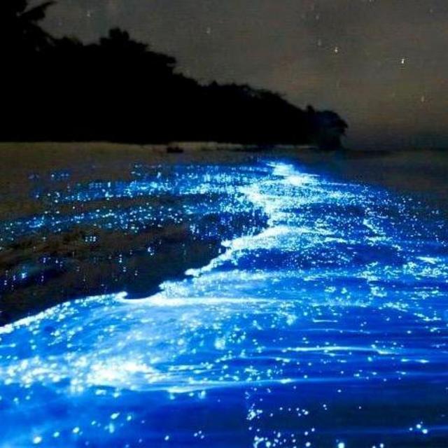 Bioluminescence Kayak Tour on Tomales Bay