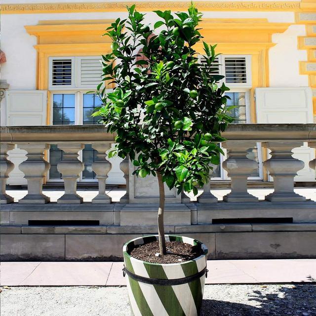 5 Foot Indoor Persian Lime Tree