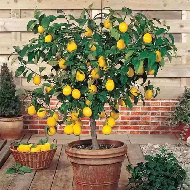 5 Foot Meyer Lemon Indoor Tree