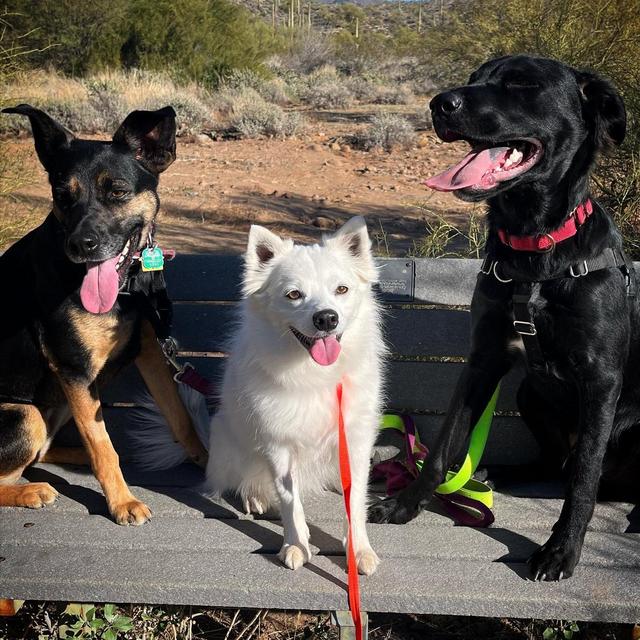 Dog Fund