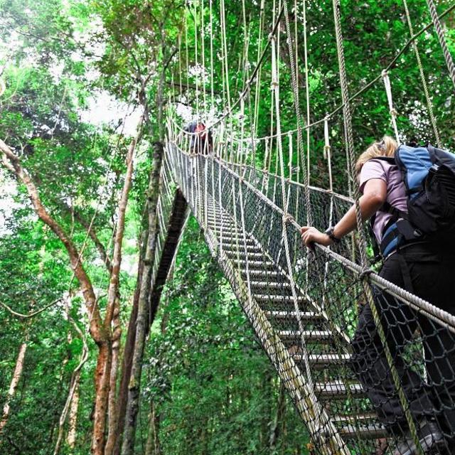 Adventure Tour: Hanging Bridges Walk + Spider Monkey Canyon (Arenal, Costa Rica)