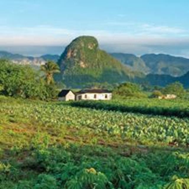 Cigar Plantation Tour in Cuba