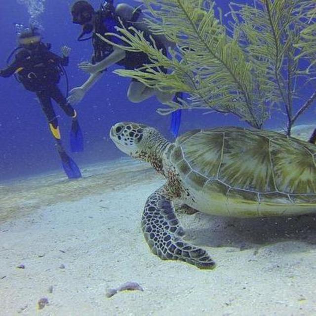 Scuba Dive the Catalinas in Costa Rica for Two