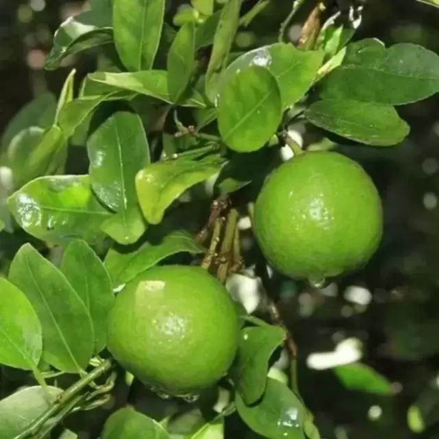 Key Lime Bush