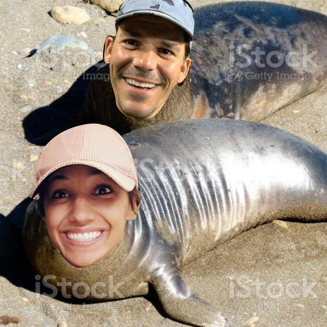 Marine Mammal Safari
