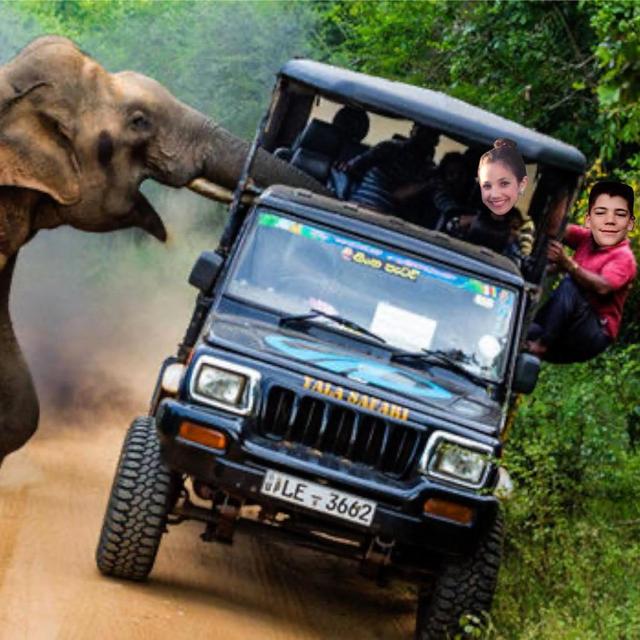 Jeep Elephant Safari