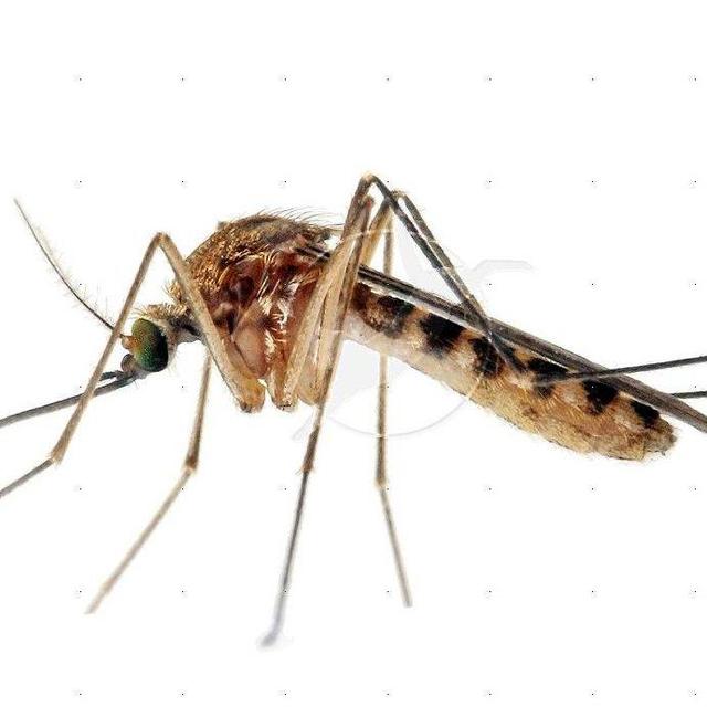 CDC-Approved Bug Repellant