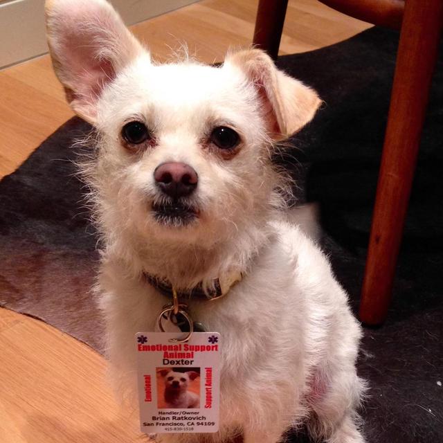 Dexter's International Travel Pet Fees
