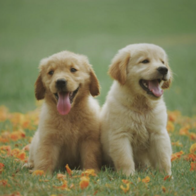 Our future puppy fund