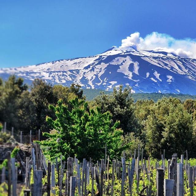 Mt. Enta Wine Tasting