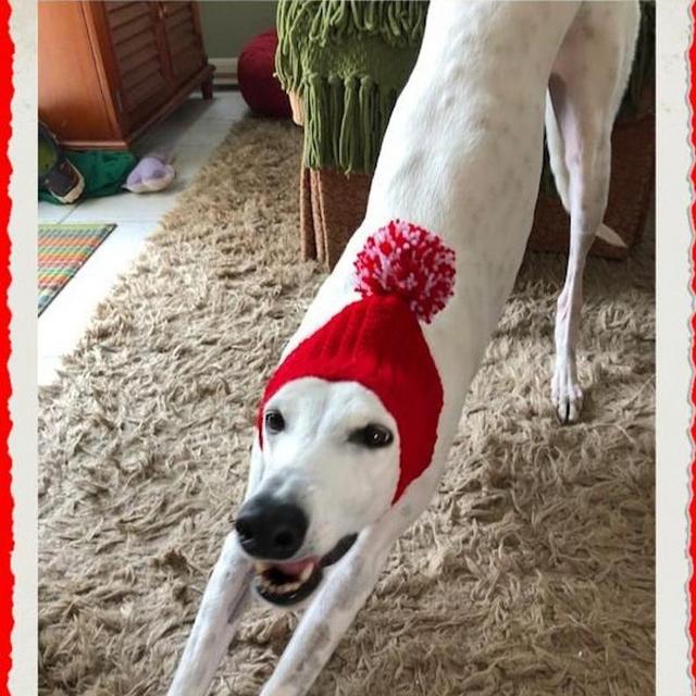 Greyhound Pom Pom Snood