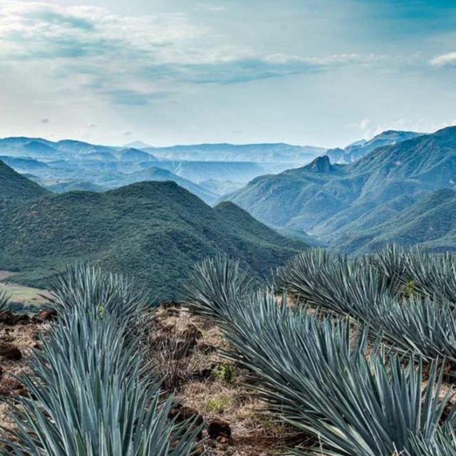 Mezcal Tour