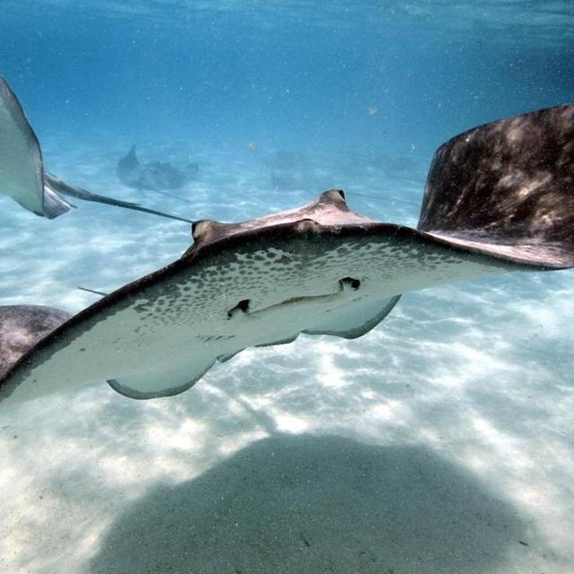 Feed and Play w/ Stingrays - Bahamas