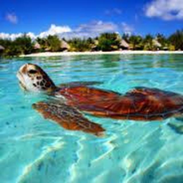 Underwater excursion in Bora Bora
