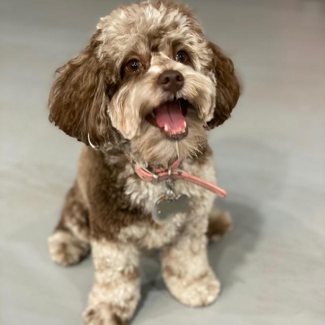 Help Bella Get a Sister