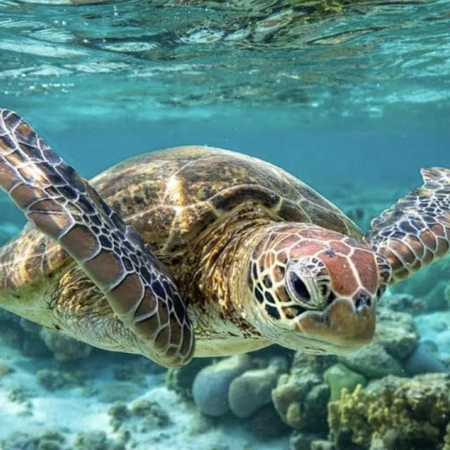 Swimming with sea turtles
