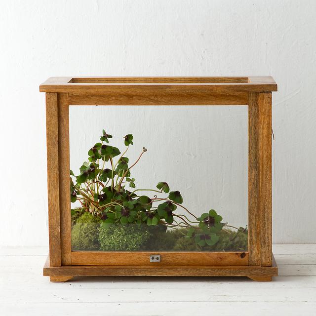 Specimen Case Terrarium