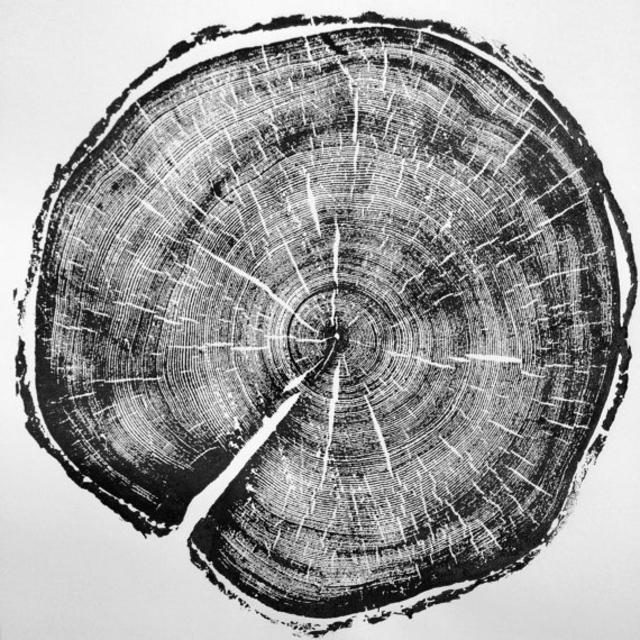 183 year old Uinta Lodge Pole Pine! Original 18x24 inch print.