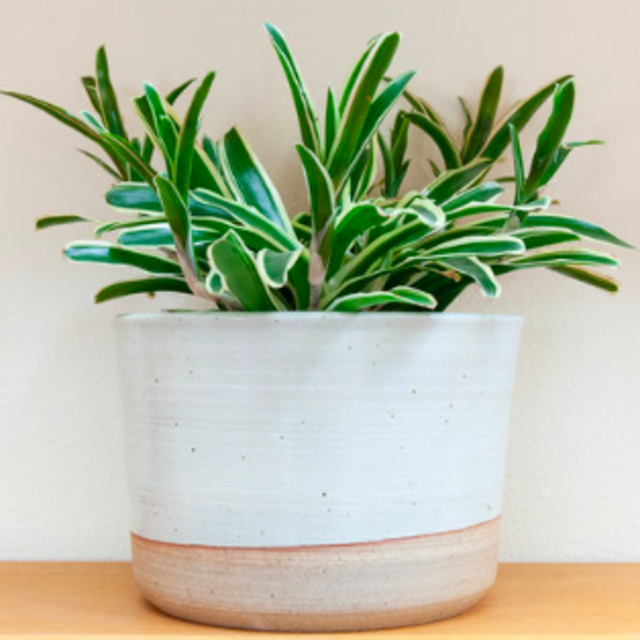 Hanselmann Pottery Planter