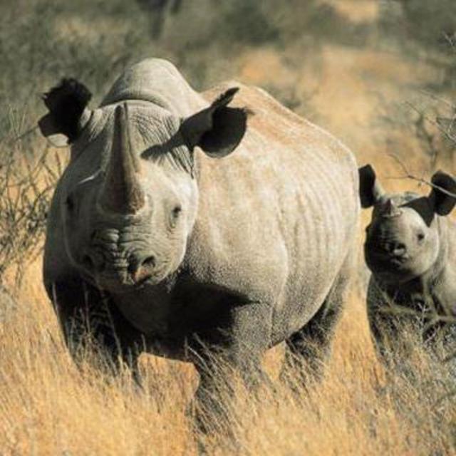 Rhino Tracking on Foot