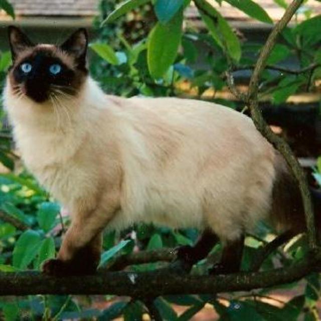 Brian's Fancy Cat Fund
