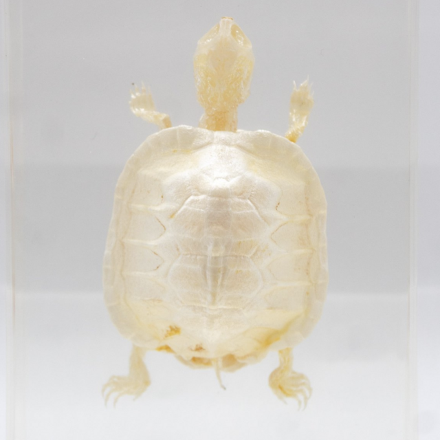 Turtle Skeleton