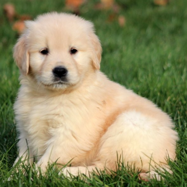 Our Puppy Fund!
